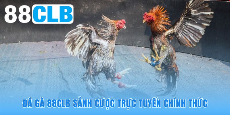 Đá gà mạng 88CLB phát sóng trực tiếp hợp pháp từ trường kê lớn